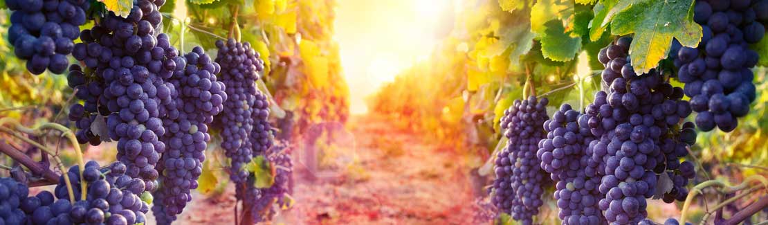 Resveratrol
