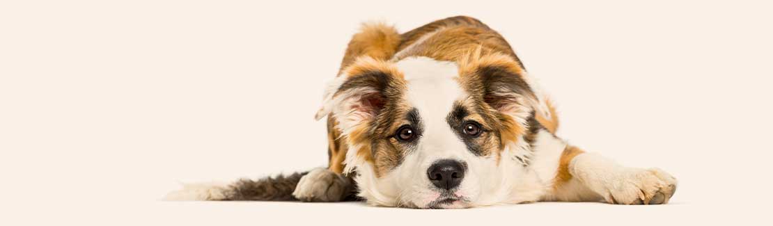 Canina für Hunde