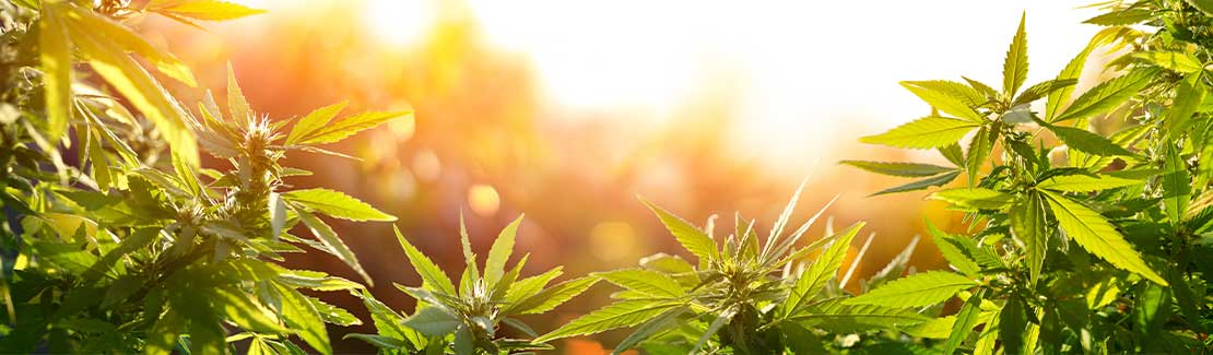 CBD