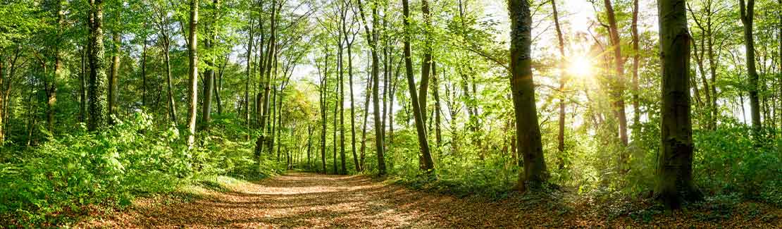 Waldkraft
