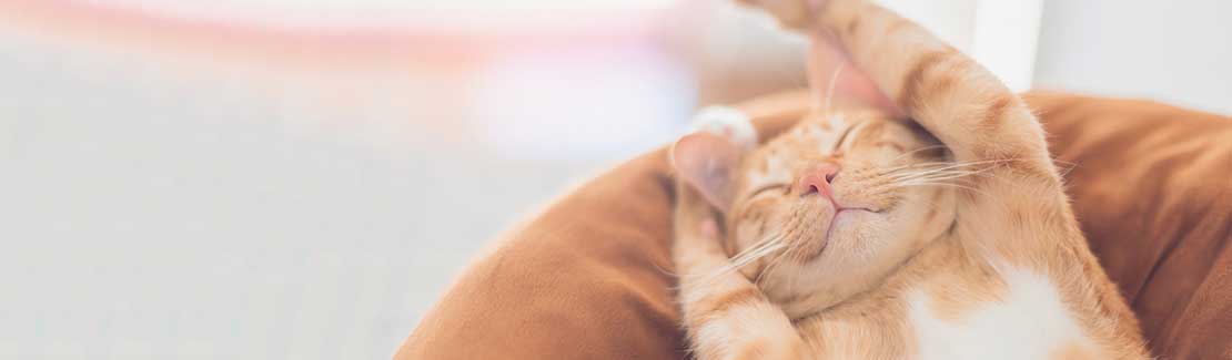 Canina für Katzen