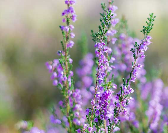 Bachblüten