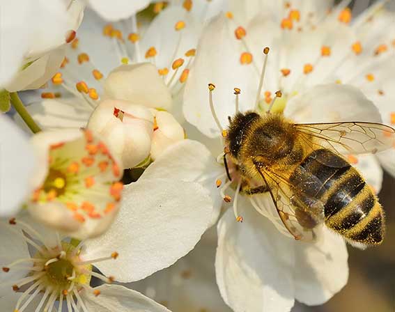 Bienenprodukte