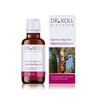 GEMMO Mazerat Mammutbaum Dr.Koll Sequoia gigantea